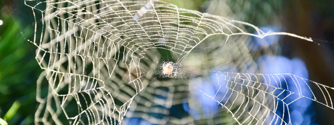 Spinne im Spinnennetz in der Natur